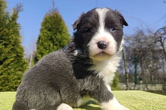 Rasowy Pies Border Collie maści BLUE - Szczeniak WILCZEK z pełną dok. z hod, Podkarpackie, Iwonicz