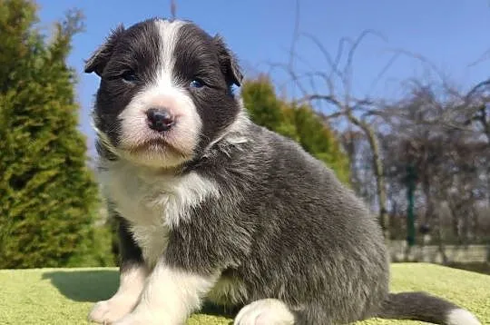 Rasowy Pies Border Collie maści BLUE - Szczeniak WILCZEK z pełną dok. z hod, Podkarpackie, Iwonicz