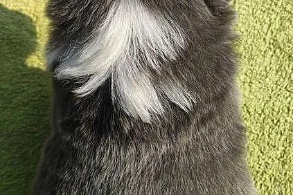Rasowy Pies Border Collie maści BLUE - Szczeniak WILCZEK z pełną dok. z hod, Podkarpackie, Iwonicz