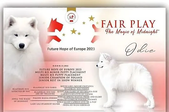 Samoyed FCI szczenięta gotowe do odbioru, Łódzkie, Łódź