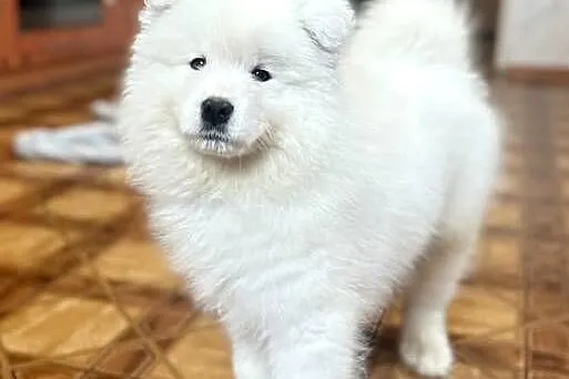 Samoyed FCI szczenięta gotowe do odbioru, Łódzkie, Łódź