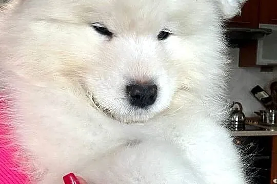 Samoyed FCI szczenięta gotowe do odbioru, Łódzkie, Łódź