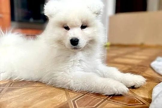 Samoyed FCI szczenięta gotowe do odbioru, Łódzkie, Łódź