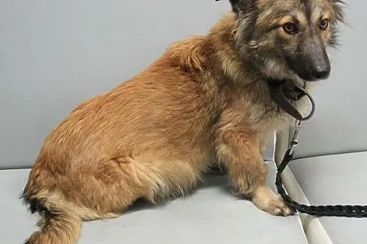 FIGA - śliczna, niewielka 8kg sunia szuka domu,  m