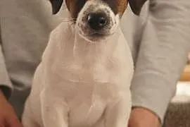 Jack Russell Terrier, Obrzycko