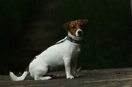 Jack Russell Terrier, , Obrzycko