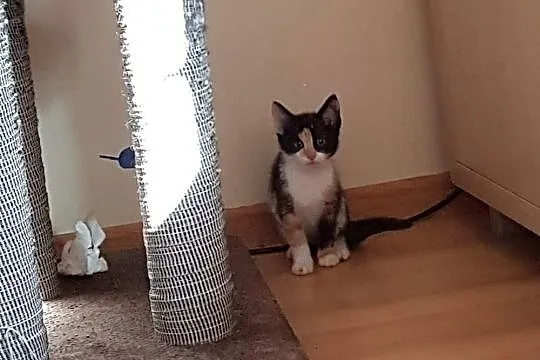 Koteczka Dimka szuka domu
