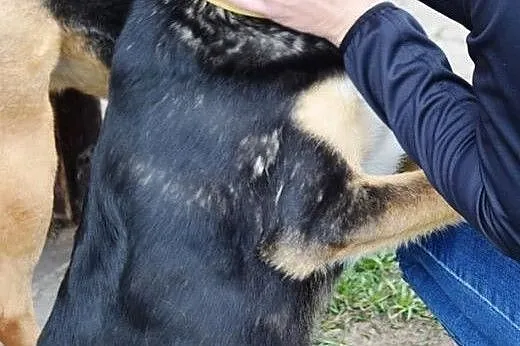 Franio, najbiedniejszy z biednych. Zabrany w nocy 