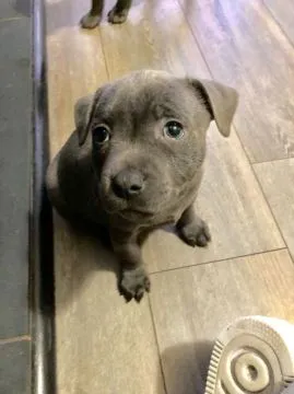 Szczeniaki staffordshire bull terriera  WhatsApp +447506188115, , leeds