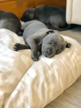 Szczeniaki staffordshire bull terriera  WhatsApp +447506188115, , leeds