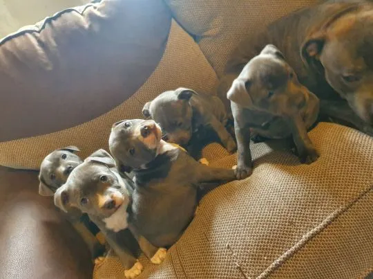 Szczeniaki staffordshire bull terriera  WhatsApp +447506188115, , leeds