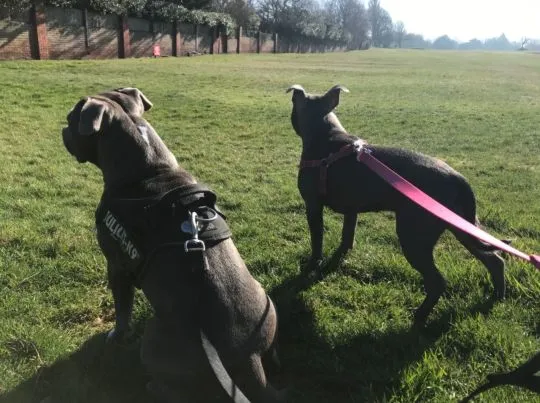 Szczeniaki staffordshire bull terriera  WhatsApp +447506188115, , leeds