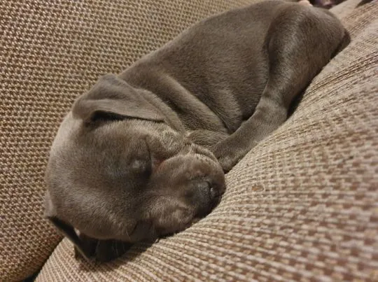 Szczeniaki staffordshire bull terriera  WhatsApp +447506188115, , leeds
