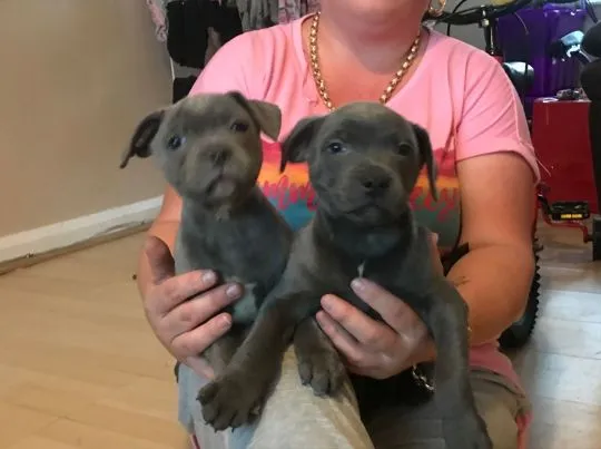 Szczeniaki staffordshire bull terriera  WhatsApp +447506188115, , leeds