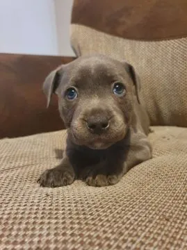 Szczeniaki staffordshire bull terriera  WhatsApp +447506188115