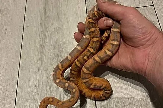 Wąż zbożowy scaleless het palmetto amel anery caramel