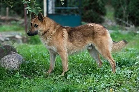 Przygarnij niedowidzącego Tulipana- pokocha cię ja