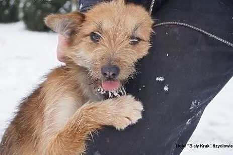 Pomóż zmienić świat Piki,  mazowieckie Radom