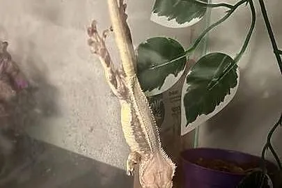 Gekon orzęsiony samiec lilly white