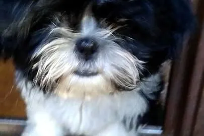 Shih tzu dziewczynka