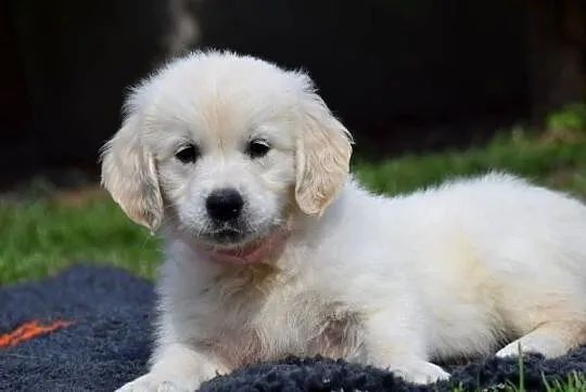 Golden Retriever szczenięta ZKWP FCI