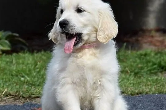 Golden Retriever szczenięta ZKWP FCI, Mazowieckie, Łochów