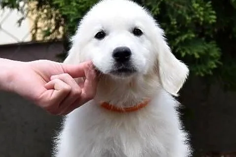Golden Retriever szczenięta ZKWP FCI, Mazowieckie, Łochów
