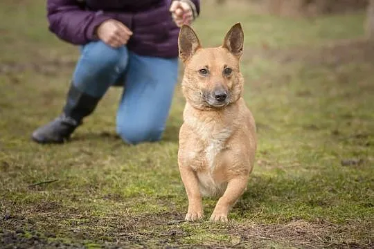 Niewielka, wyjątkowa Fionka, wesoła suczka szuka domu