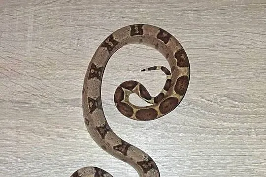 Wąż hypo het albino, Kujawsko-pomorskie, Wąbrzeźno