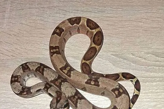 Wąż hypo het albino, Kujawsko-pomorskie, Wąbrzeźno