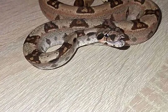 Wąż hypo het albino, Kujawsko-pomorskie, Wąbrzeźno