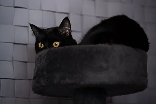 Dusia - czarna piękność, cudna kotka do pokochania
