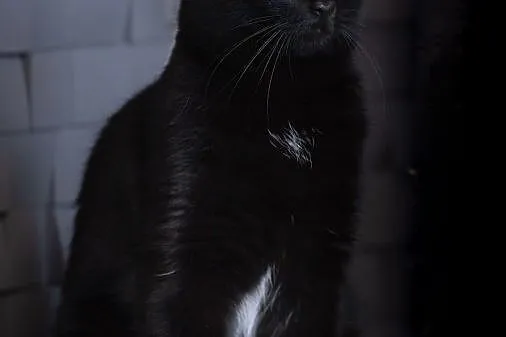 Dusia - czarna piękność, cudna kotka do pokochania