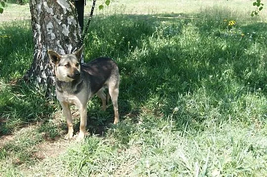 Tosia - mała, młodziutka suczka szuka kochającego 