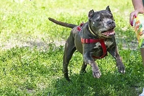 Wyjątkowa, proludzka HELENKA do adopcji.,  mazowie