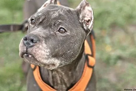Wyjątkowa, proludzka HELENKA do adopcji.,  mazowie