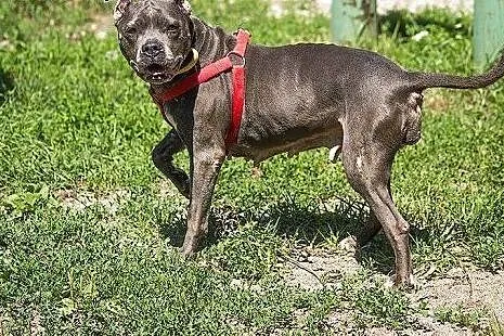 Wyjątkowa, proludzka HELENKA do adopcji.,  mazowie