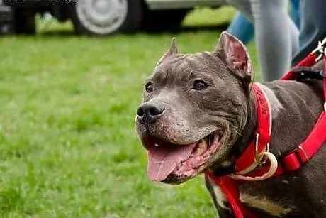 Wyjątkowa, proludzka HELENKA do adopcji.,  mazowie