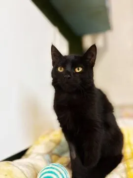 6 miesięczny kociak Gizmo szuka domu  Gizmo - półroczny koci dżentelmen, którego serce bije w rytmie, , Warszawa