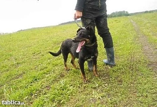 Perełka / Śmieszka błaga o dom !!!, śląskie Dąbro