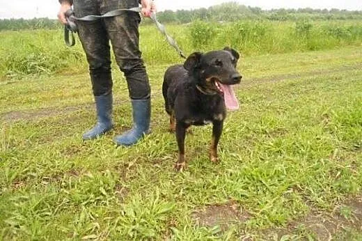 Perełka / Śmieszka błaga o dom !!!,  śląskie Dąbro