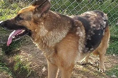 Deks - owczarek niemiecki   ,  mazowieckie Warszaw