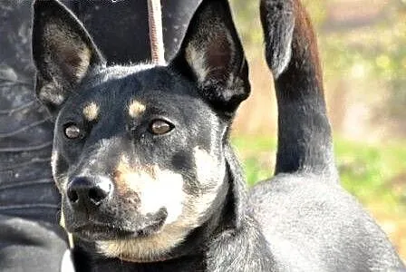 Pysiulka kochana, niewielka suczka szuka domu, ma