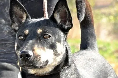 Pysiulka kochana, niewielka suczka szuka domu,  ma