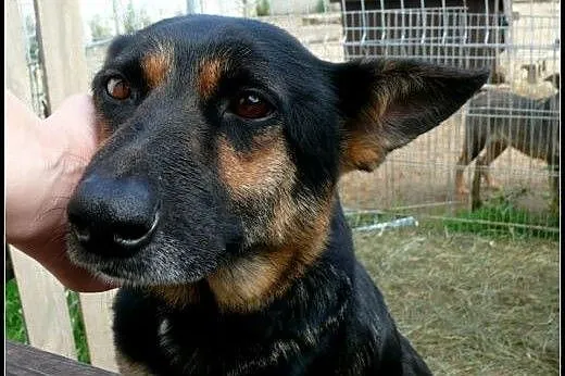 SARA - troskliwa mamusia, teraz czeka na swoją lud