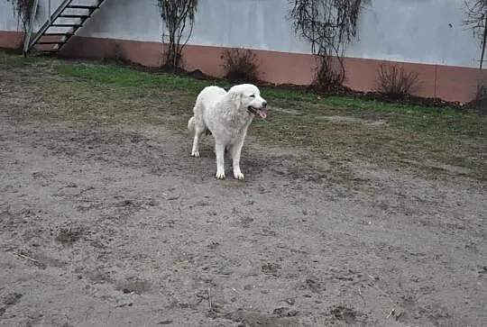 Szczenięta owczarka podhalańskiego