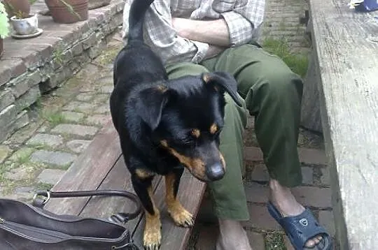 Wierny przyjaciel od zaraz :)