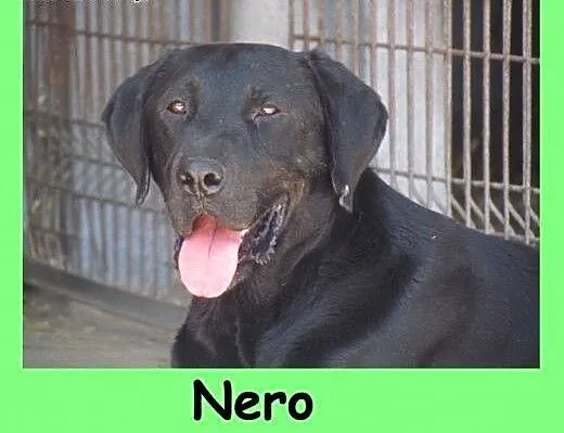 Nero - czarny labek szuka domu, śląskie Katowice