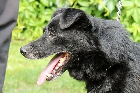 Arni-niewielki, czarny pies kochający ludzi i zaba, Kłomnice