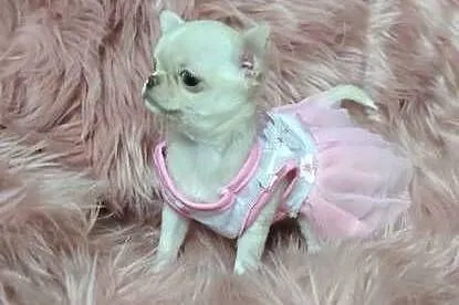 *** Gotowa Do Odbioru *** Przepiękna Dziewczynka Chihuahua ***